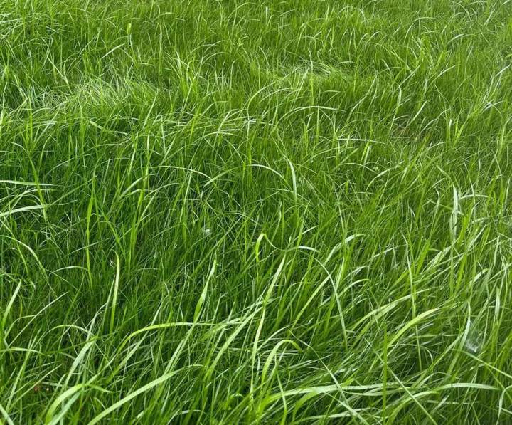 Hydro-ensemencement résidentiel Saint-Isidore-De-Laprairie