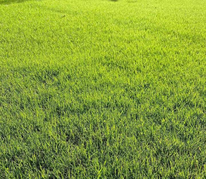 Pour un espace vert durable et à faible coût